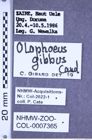 Etikette zu Olophoeus gibbus (Candèze, 1859) (NHMW-ZOO-COL-0007365)